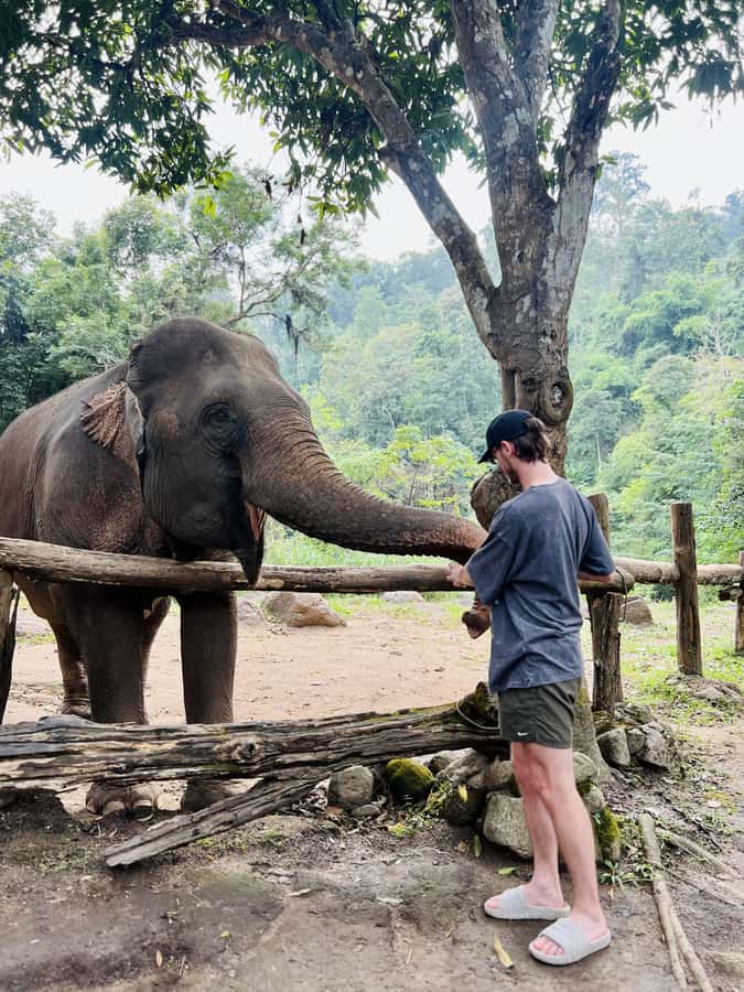 Chiang Mai Full-Day: Trekking, Tubing & Elephant Observation - Ethical elephant observation: no riding, respectful distance, real learning