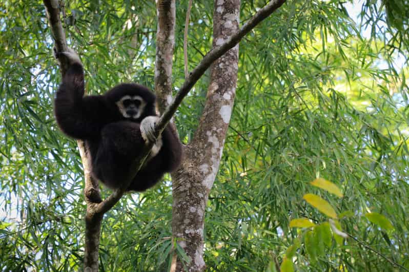 Chiang Mai: Gibbons, Trekking & Mae Kampong Small Group Tour - Getting Up Into Mae Kampong’s Mountain Atmosphere