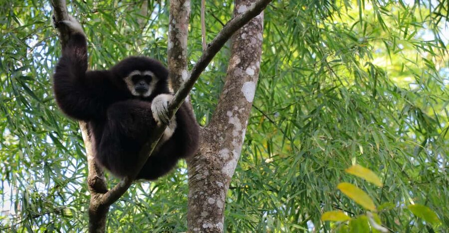 Chiang Mai: Gibbons, Trekking & Mae Kampong Small Group Tour - The Secret Jungle Trail: Steep, Uneven, and Full of Plant Clues