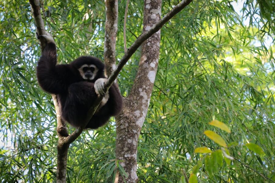 Chiang Mai: Gibbons, Trekking & Mae Kampong Small Group Tour - Waterfall Time and Lunch That Works for Different Diets