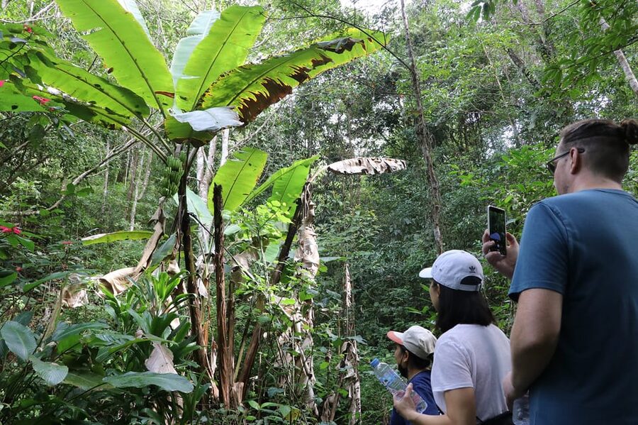 Chiang Mai: Gibbons, Trekking & Mae Kampong Small Group Tour - The Gibbons Part: What You Can Expect in the Forest