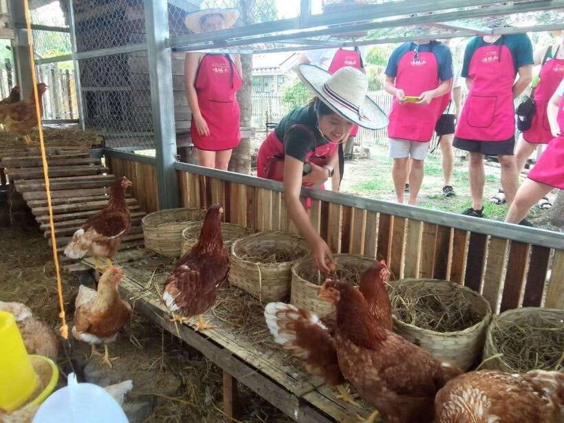 Chiang Mai: Half Day Cooking Class at Organic Farm - Choosing the organic garden option: city organic, city yard, or farm outside town