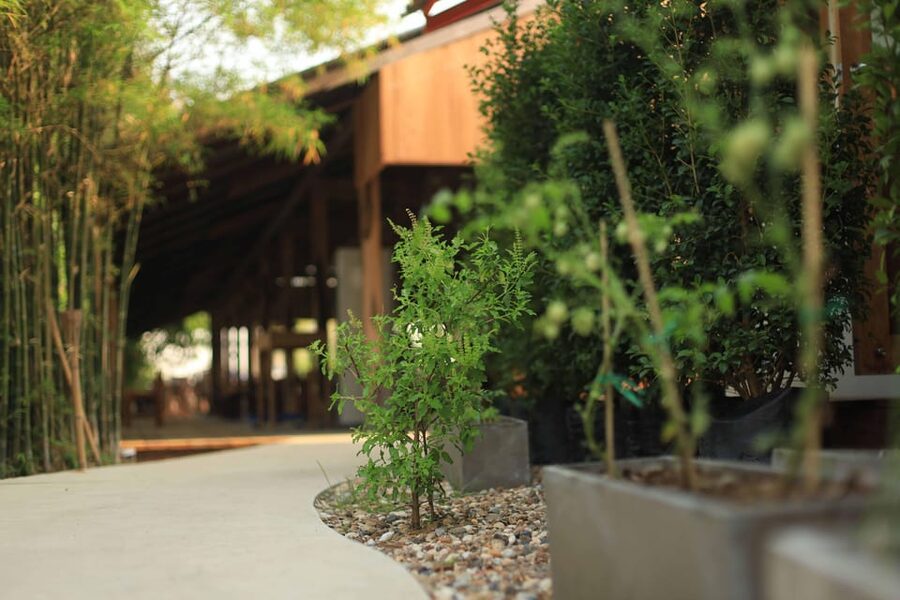 Chiang Mai: HALF-DAY COOKING COURSE at a Thai Cooking Farm - How to get the most from the class