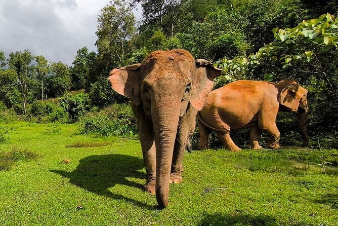 Chiang Mai Half Day Elephant Sanctuary Observation and Waterfall - Price and value: is $58.67 worth it?