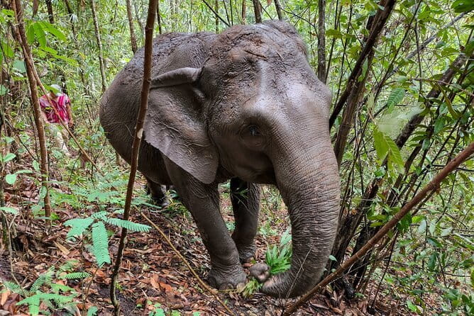 Chiang Mai Half Day Elephant Sanctuary Observation and Waterfall - Pickup, mountain drive, and how the ride will feel
