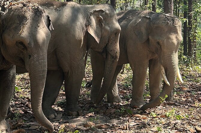 Chiang Mai Half Day Tour: Doi Inthanon Elephant Sanctuary - Ethical elephant time inside Doi Inthanon