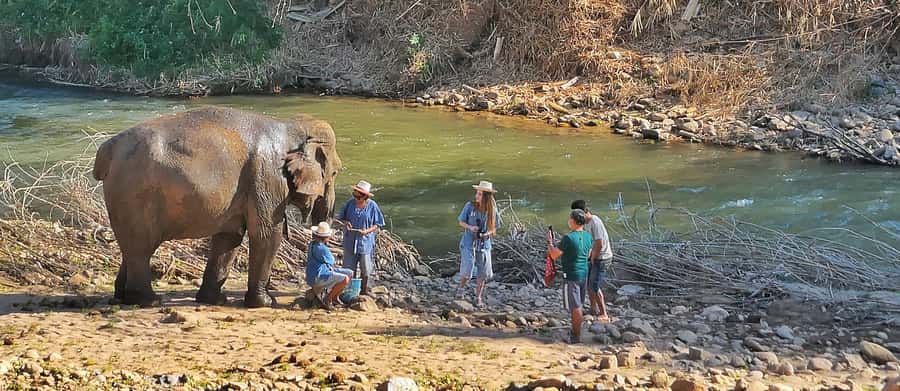 Chiang Mai : Highlight in one day - Eco-friendly elephant camp: food prep, feeding, bathing, and walking