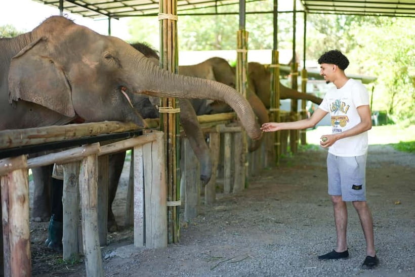 Chiang Mai: Jungle Jumbo Elephant Sanctuary with Waterfall - Key things to know before you go