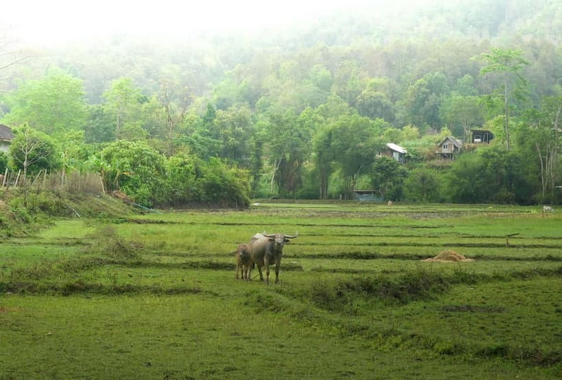 Chiang Mai: Jungle Jumbo Elephant Sanctuary with Waterfall - Pickup, drop-off, and group size around Chiang Mai Old Town
