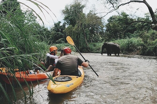 Chiang Mai: Jungle Kayak Adventure with Rapids & Elephants - The upper Mae Wang River: Class I and II rapids with wildlife moments