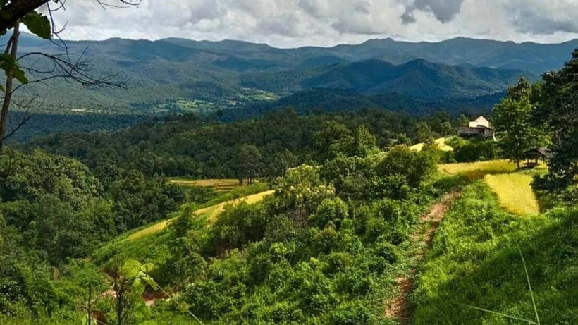 Chiang Mai: Jungle Trek, Elephants care & Bamboo Rafting - The jungle trek (2 to 5 hours), what the guide is likely to focus on