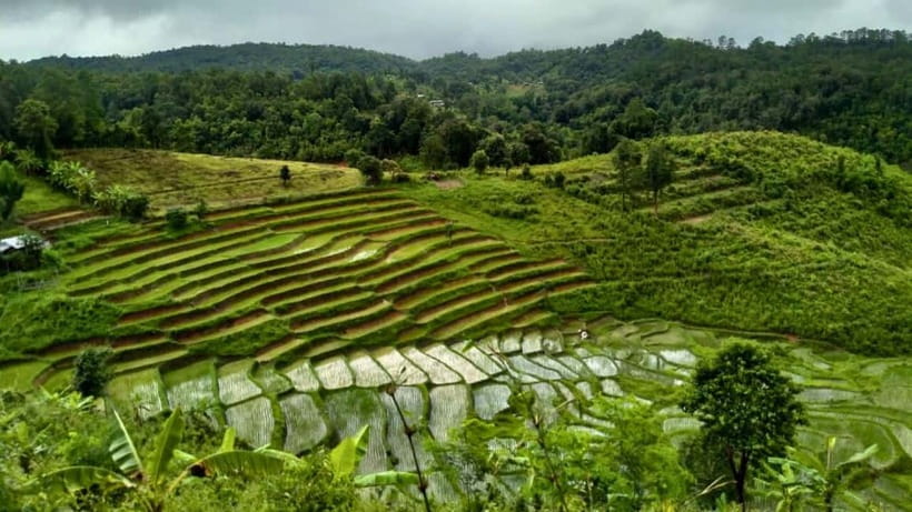Chiang Mai: Jungle Trek, Elephants care & Bamboo Rafting - Karen Hill Tribe Village visit, and how the rice-farming story ties it together