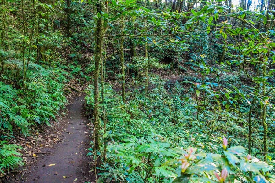 Chiang Mai: Kew Mae Pan Nature Trail & Doi Inthanon Day Trip - Price and value: what the $54 gets you, plus what to budget