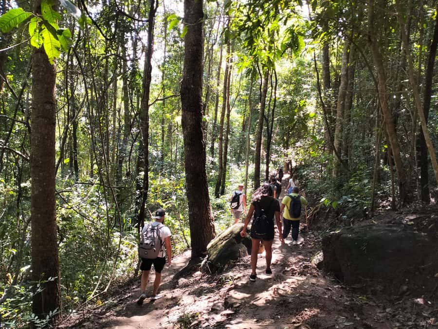 Chiang Mai: Mae Ya Waterfall & Pha Dok Siew Trail Trek - Pha Dok Siew Nature Trail Trek, Forest + Hillside Farms