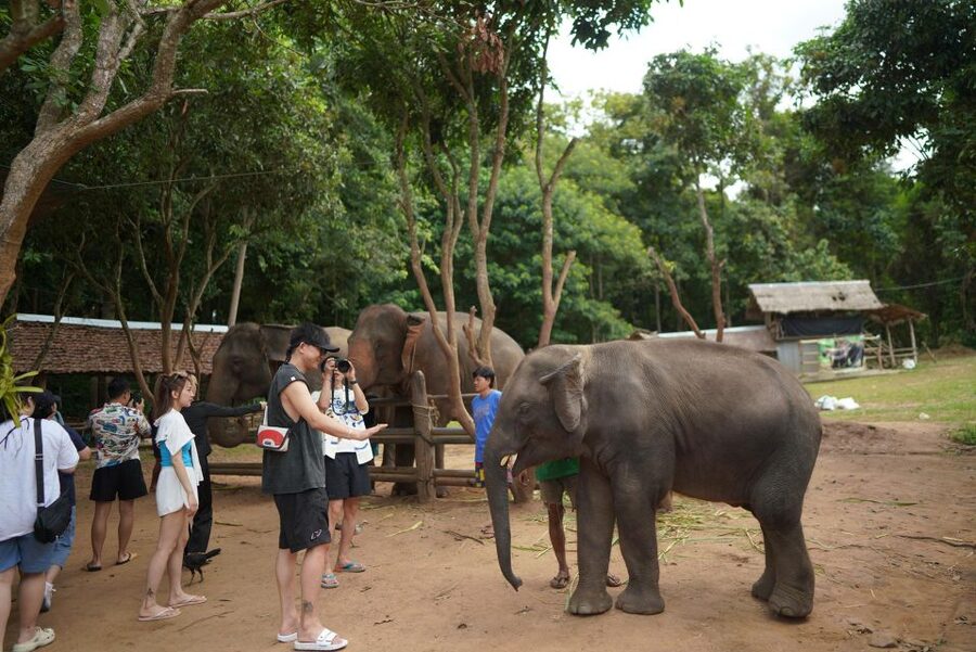 Chiang Mai: National Elephant Care, Rafting, & Ziplines Trip - Key Highlights That Make This Day Work
