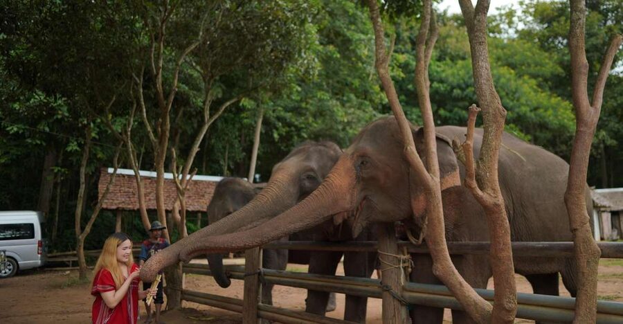Chiang Mai: National Elephant Care, Rafting, & Ziplines Trip - Herbal Vitamin Balls: The Hands-On Care Lesson