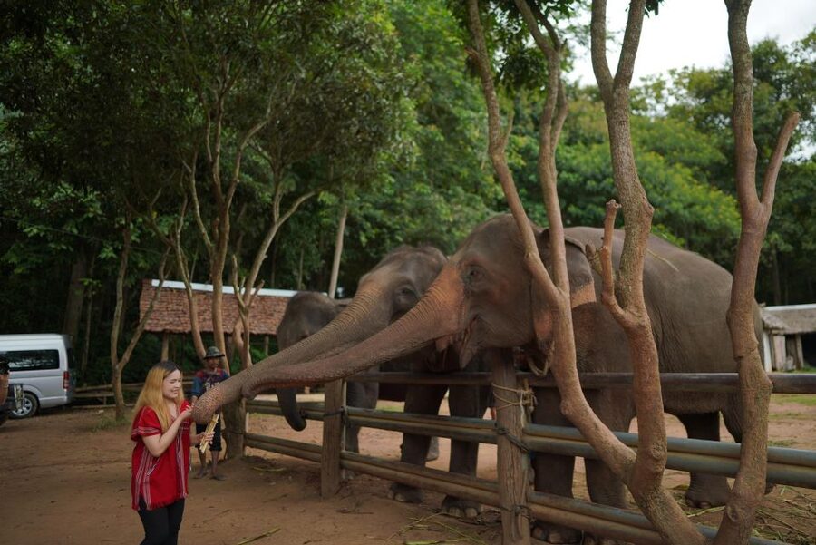 Chiang Mai: National Elephant Care, Rafting, & Ziplines Trip - What I Think About the Guide and Group Size