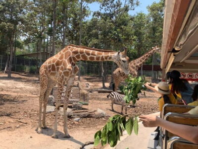 Chiang Mai Night Safari: Entry Ticket with Tram Ride