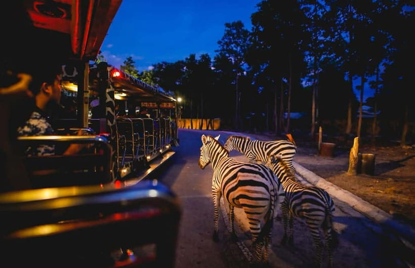Chiang Mai Night Safari Ticket & Tram Rides Optional Pickup - Arriving and Getting Oriented, How to Set Up a Smooth Evening