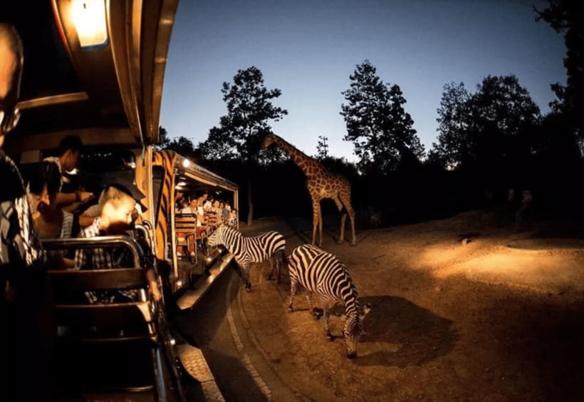 Chiang Mai: Night Safari Ticket with Transfer - Key things to love about Chiang Mai Night Safari with transfer