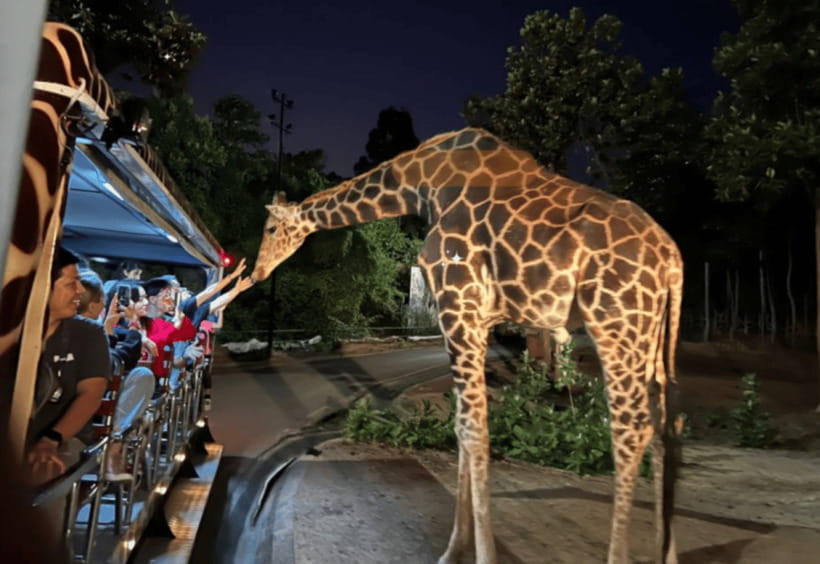 Chiang Mai: Night Safari Ticket with Transfer - Tram ride timing and how to spot nocturnal behavior
