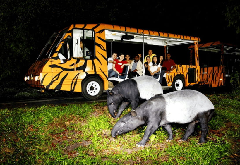Chiang Mai: Night Safari Ticket with Transfer - Practical tips before you go