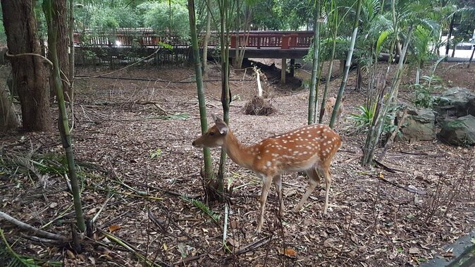 Chiang Mai Night Safari Tour including Transfer (Minimum 2 pax) - Key highlights worth knowing before you go