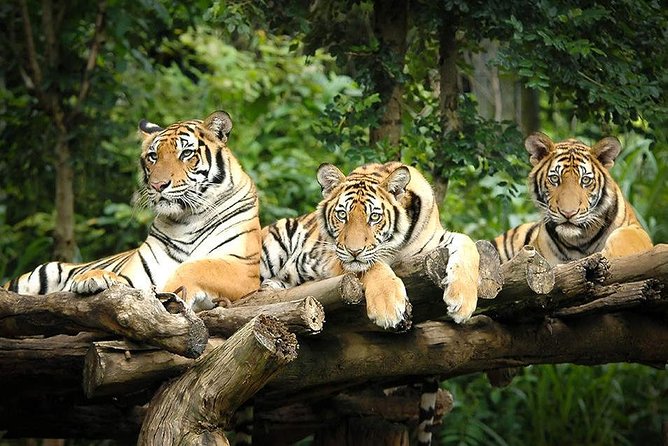Chiang Mai Night Safari Tour including Transfer (Minimum 2 pax) - Entering Chiang Mai’s night scene, not a daytime zoo