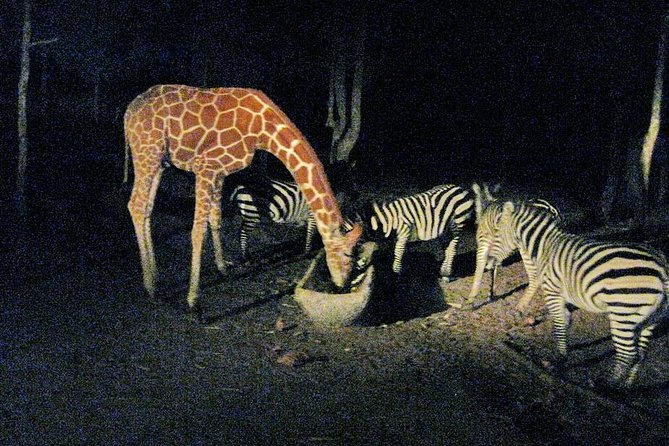 Chiang Mai Night Safari Tour including Transfer (Minimum 2 pax) - Time planning for a 4 to 5 hour evening