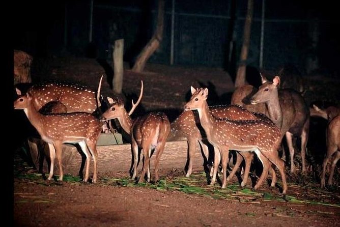 Chiang Mai Night Safari Tour including Transfer (Minimum 2 pax) - Who should book this Chiang Mai Night Safari with transfer
