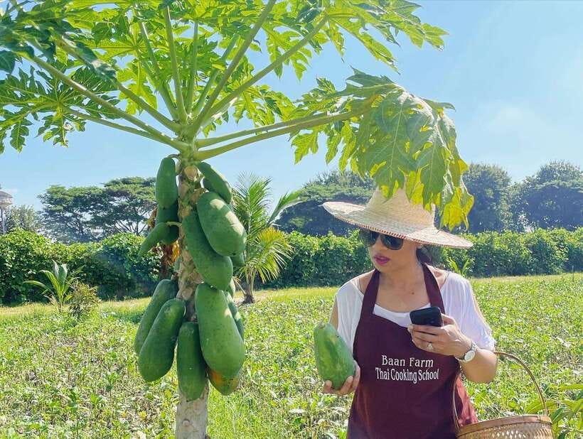 Chiang Mai Organic Thai Cooking Experience - Market First: Picking Thai Herbs and Produce Like a Local