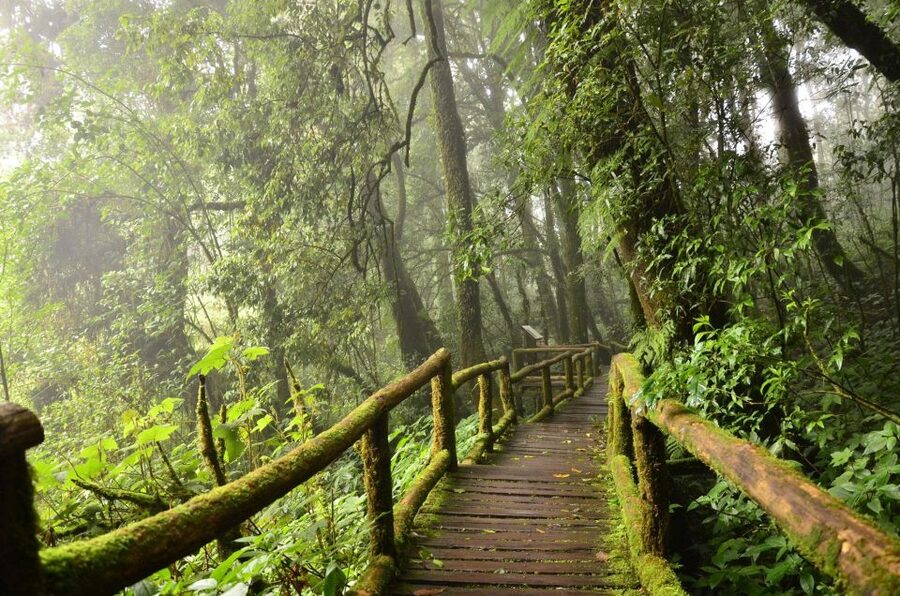 Chiang Mai: Pha Dok Siew Nature Trail & Doi Inthanon Trip - Pha Dok Siew Nature Trail: The 2-Hour Walk to a 7-Tier Waterfall
