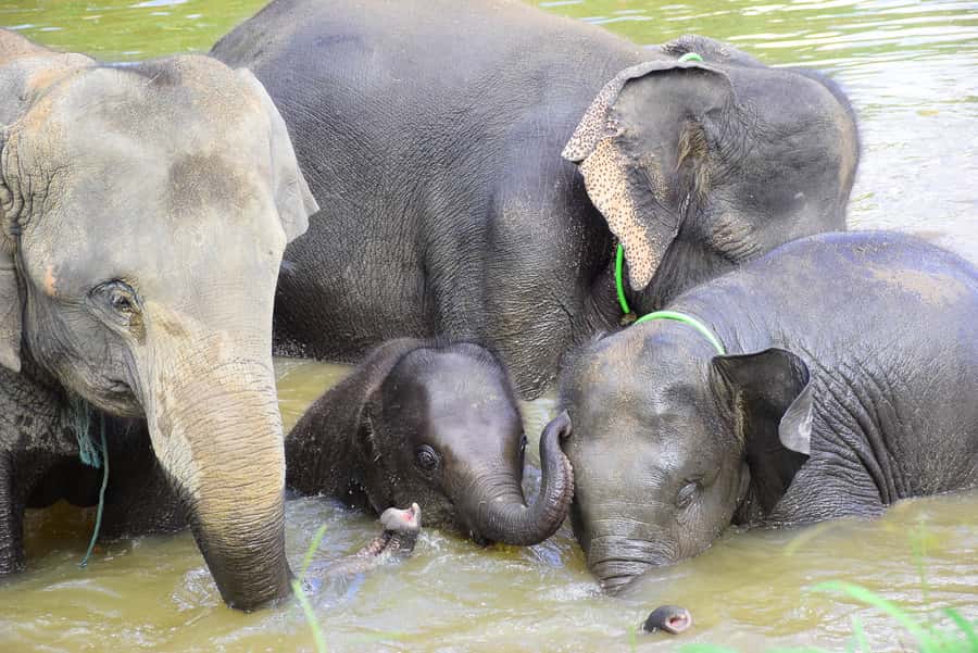 Chiang Mai: Private Elephant Care Experience for Couples - Who This Elephant Care Experience Is Best For