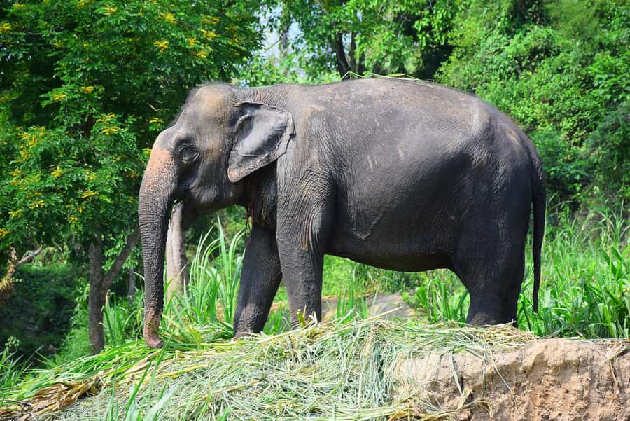 Chiang Mai: Private Elephant Care Experience for Couples - Timing, Duration, and How to Plan Your Other Chiang Mai Days