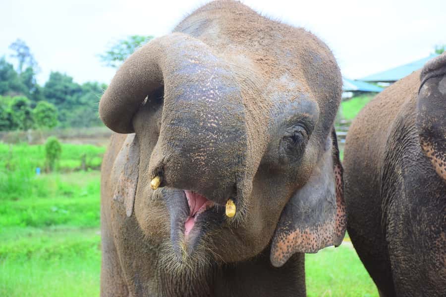 Chiang Mai: Private Elephant Care Experience for Couples - Price and Value: What $385 Per Group Up to 2 Really Buys