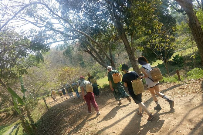 Chiang Mai Private Tour with Tea Plantation, Karen Village, Doi Suthep - Why this Chiang Mai private tour feels efficient (not rushed)