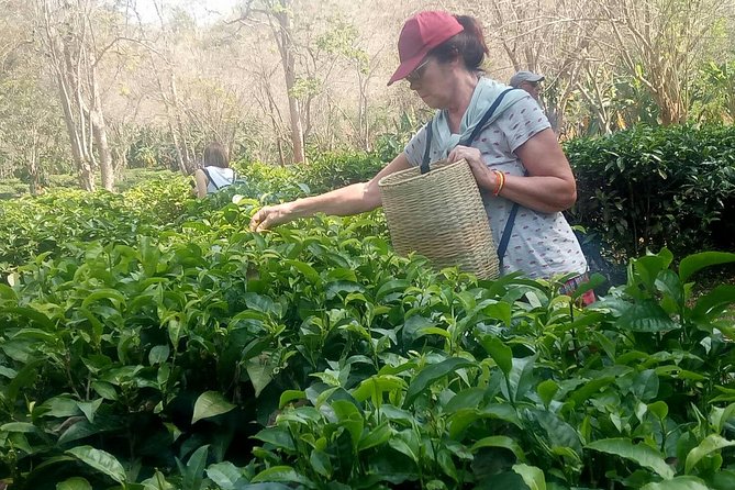 Chiang Mai Private Tour with Tea Plantation, Karen Village, Doi Suthep - Karen Long Neck Village: learning, questions, and staying respectful
