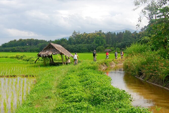 Chiang Mai Rice Fields Biking Tour - Chiang Mai Rice Fields by bike, the parts that actually feel different