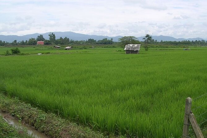 Chiang Mai Rice Fields Biking Tour - When this tour fits you best, and when it might not
