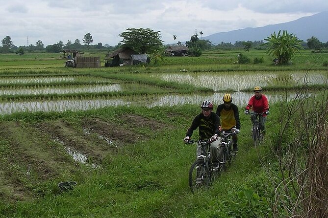 Chiang Mai Rice Fields Biking Tour - Getting rolling: pickup, gear fitting, and a tidy half-day flow