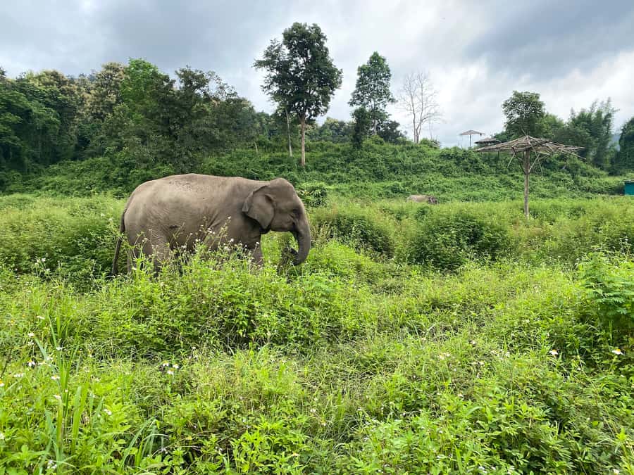 Chiang Mai: Small Group Ethical Elephant Sanctuary Tour - 5 Key Things You Will Love About Lanna Kingdom