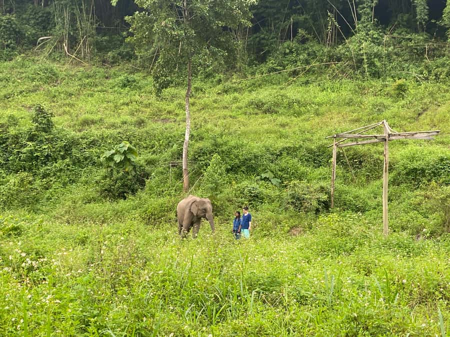 Chiang Mai: Small Group Ethical Elephant Sanctuary Tour - Should You Book This Lanna Kingdom Elephant Sanctuary Tour?