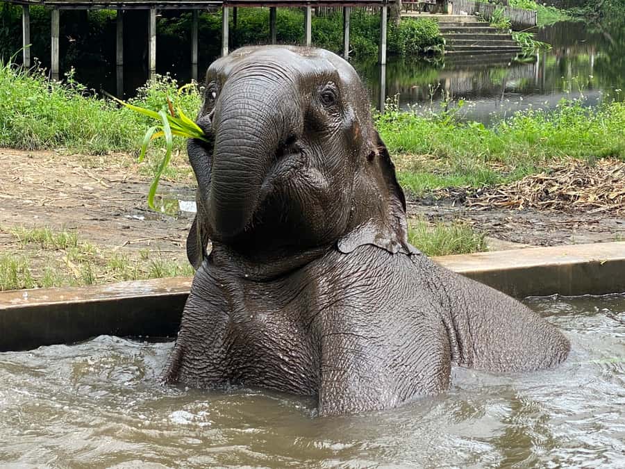 Chiang Mai: Small Group Ethical Elephant Sanctuary Tour - Morning Pickup at Phra Singh Temple, Then a Smooth Van Ride
