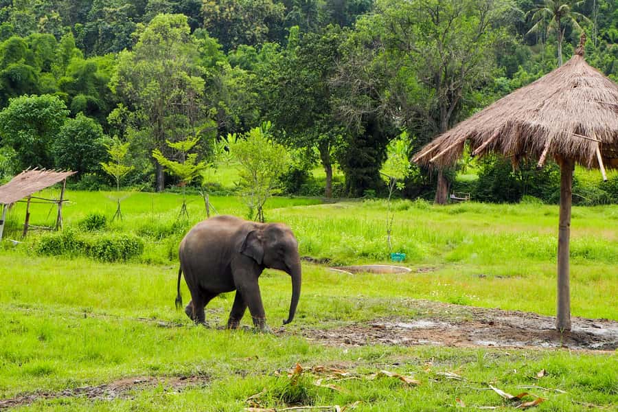 Chiang Mai: Small Group Ethical Elephant Sanctuary Tour - Walking Through Elephant Territory in the Middle of a National Park