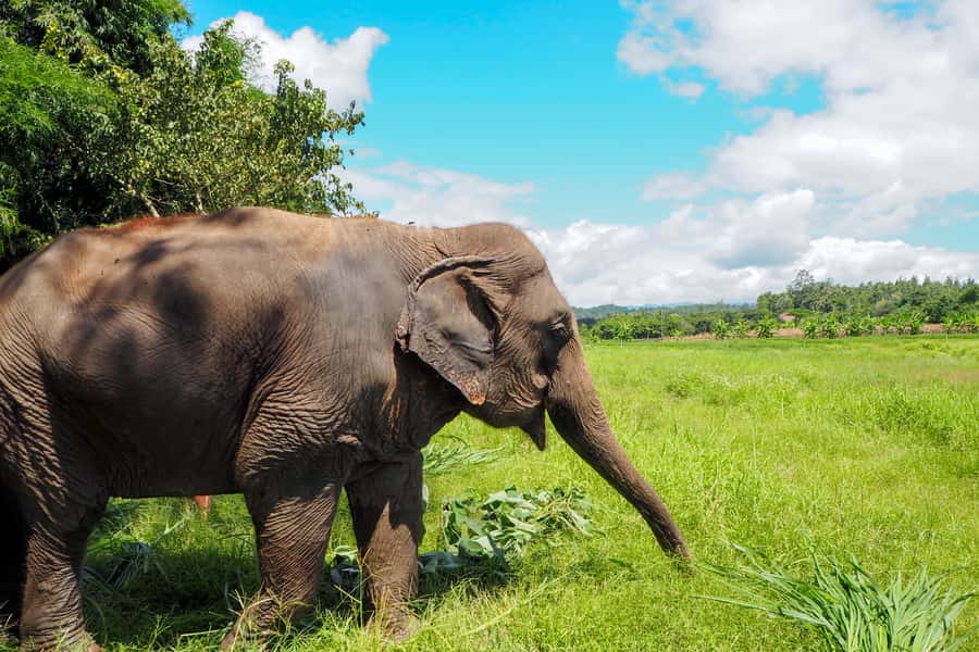 Chiang Mai: Small Group Ethical Elephant Sanctuary Tour - Lunch Inside the Sanctuary: Homemade Vegetarian Thai Food, Served at the Right Pace