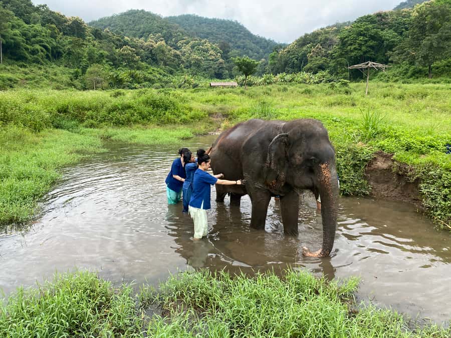 Chiang Mai: Small Group Ethical Elephant Sanctuary Tour - Price and Value: Is $77 Worth an Ethical Elephant Day Trip?