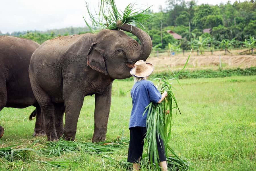 Chiang Mai: Small Group Ethical Elephant Sanctuary Tour - Entering the Sanctuary: Conservation Talk Before You Interact