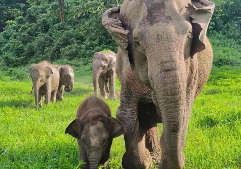 Chiang Mai | TeeTee Elephant Home Elephant Care Half-Day - Nam Chok, vitamin balls, and fruit feeding that feels hands-on