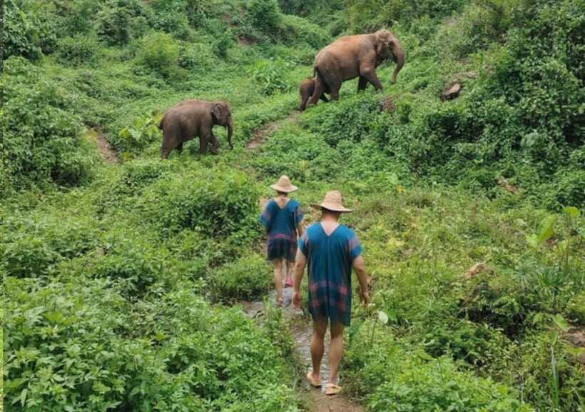 Chiang Mai | TeeTee Elephant Home Elephant Care Half-Day - How ethical care shows up in daily routine, not slogans