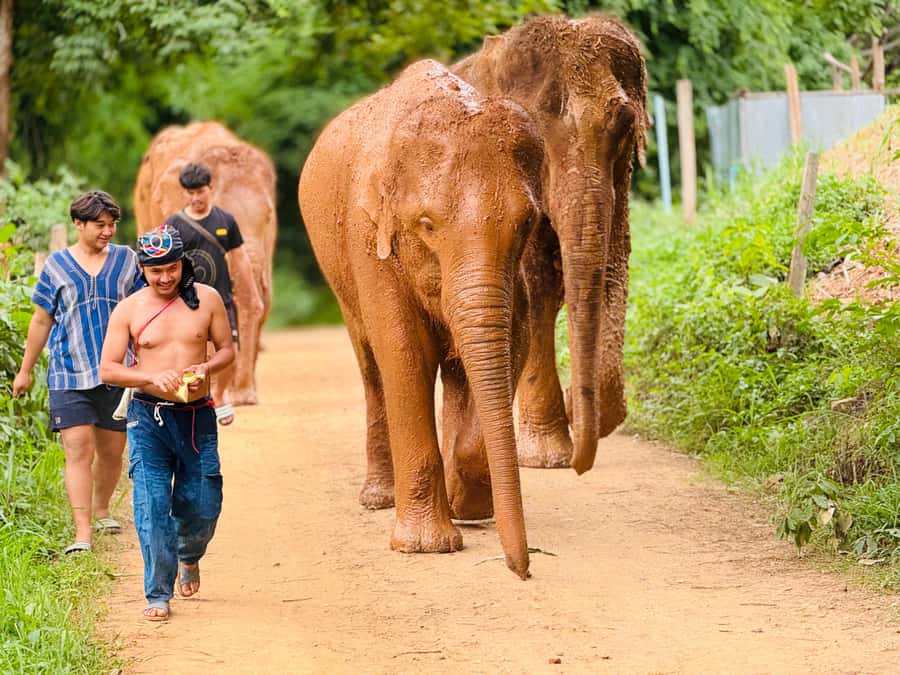 Chiang Mai : Temple , Nature and culture in one day. - Lunch break at 11:00 am: fuel that fits the day